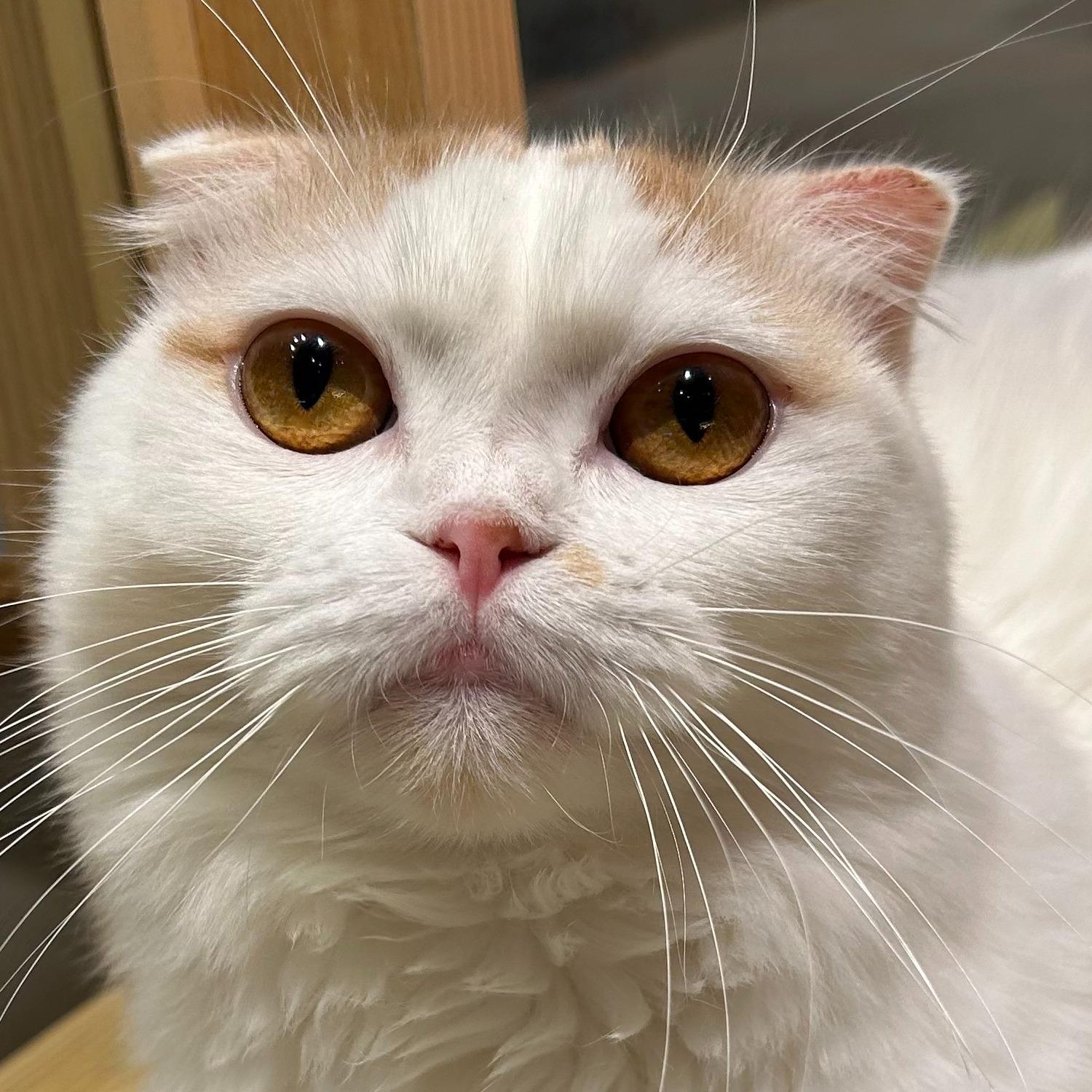 きょん